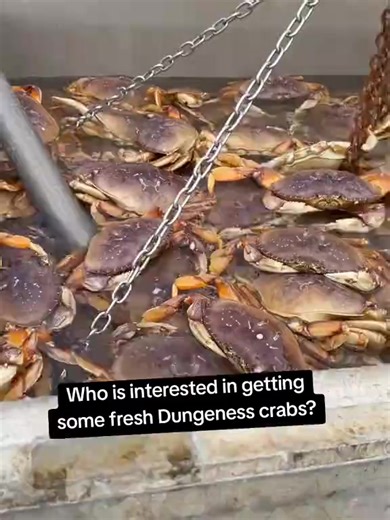 Dungeness fresh crabs available now #usa🇺🇸 #seafood #crabs #trendusa🇺🇸 #100k