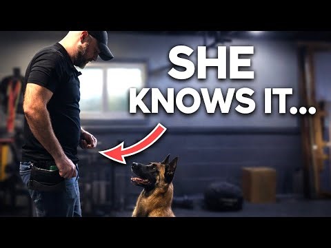 Why Your Dog “Knows” Commands — But Won’t Listen Outside