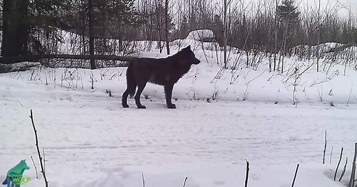 Rare all-black wolf captured on trail cam by Voyageurs Wolf Project