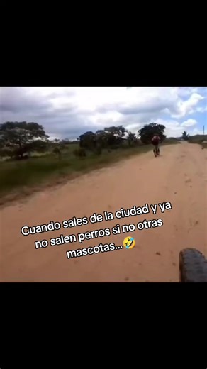 Cuando las mascotas salen de la ciudad