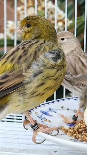 What do canaries need to make them sing ? #canaries #canary #canarysinging