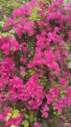 beautiful bougainvillea plant with decorative colors! #bougainvillea​ #naturalflowers
