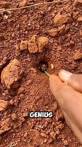 In China, people use aggressive ants to flush out hidden insects. By sending the ants into burrows, they drive spiders and pests to the surface — a clever, natural pest control method. 📹:- AntExplorerx #SmartTricks #NatureHacks #ChineseIngenuity | Facts Wiki