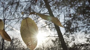 We're grateful to live among the freest, most prosperous, diverse and generous population on earth. We give thanks for our soldiers, sailors, airmen, guardsmen, Marines and law enforcement serving in harm's way on land, sea and in the air, protecting us and our God-given freedoms. We're grateful the U.S. Constitution is the law of our land; for citizens who know our God-given individual rights come with personal responsibilities; for countrymen who proudly stand, hands over our hearts, to honor 