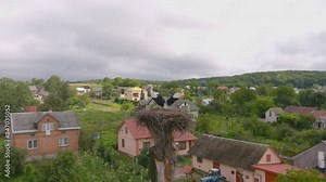 White stork stands in a nest on tree. Summer landscape. Two storks in nest against background of the blue sky, hatching eggs, Ukrainian birds. Stork returns to its nests in spring months