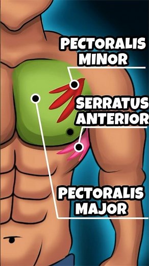 Chest Muscles Anatomy