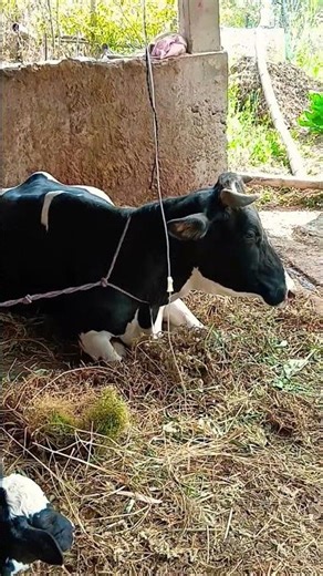 treatment of milk fiver in cow #love #animals #everyone