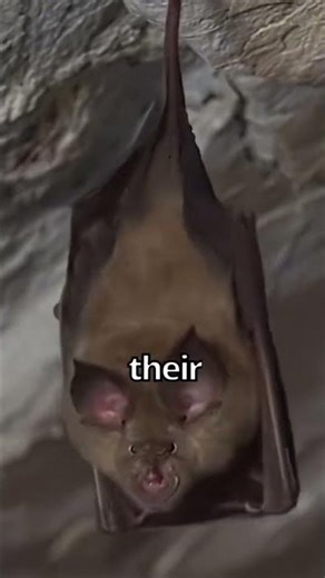 Signs of bats in your house are guano, marks around your soffit and chirping sounds