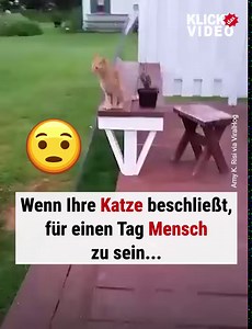 229K views · 1.4K reactions | Auch Katzen gönnen sich manchmal eine entspannende Pause!  | KlickDasVideo | Facebook