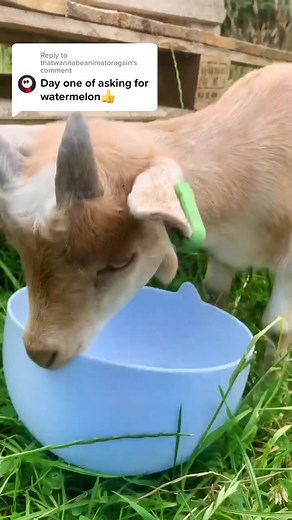 Billie Bust Up TikTok Game Developers Reaction