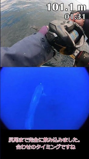 【水中映像】落とし込みブリ船で、痛恨のバラシ #相模湾 #渚丸 #釣り#ブリ #落とし込み #水中撮影 #水中映像