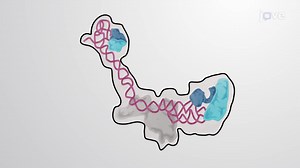 Video: Directing Proteins to the Rough Endoplasmic Reticulum