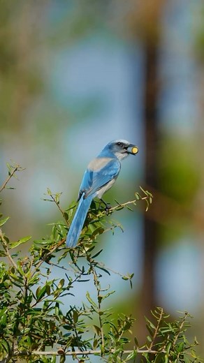 Florida Scrub-Jays are truly a one of a kind bird found only in Florida’s unique scrub habitats💙⁠ ⁠ In the fall, these clever birds harvest acorns and nuts to bury in caches to snack on as food becomes more scarce in the winter. A single jay can cache up to 8,000 acorns in a year! Even more amazing is that each jay remembers where its caches are and checks on them regularly.⁠🪶⁠ ⁠ With their habitat becoming increasingly rare, connecting and protecting the Florida Wildlife Corridor is vital for