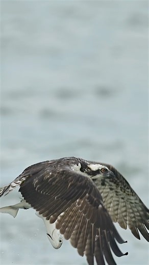 During the height of the largest fish migration on the east coast of the United States, predators come from every direction and while this osprey struggles with its massive catch, something else lurks just below the surface. That is a hungry shark and it wants the osprey's fish but luckily for the osprey, the shark was a millisecond too slow. Now that the osprey is free and clear of the toothy beasts below, it only has to fight the wind and its floppy catch. I had an idea that this happened but 