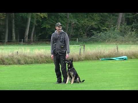 Obedience IGP 1 trail with Daya vom Niederbühler Tor. GSD power!