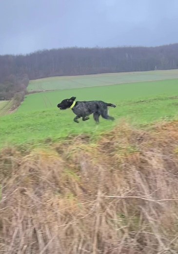 Beautiful Slow Motion German Wirehaired Pointer Hunting Dog