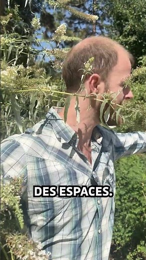 🦋 David's Buddleia: beautiful... but dangerous for biodiversity!
