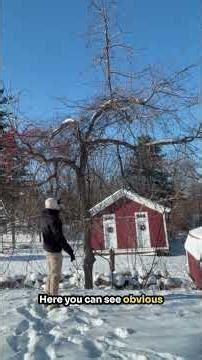 Why Vines on Trees Are a Problem (And When to Remove Them)