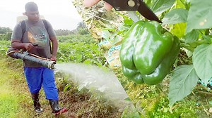452K views · 7.5K reactions | A day in the life of a young Trinidad farmer #trinidadandtobago #trinidadfarmers #visittrinidad | Trini Life With Vedesh | Facebook