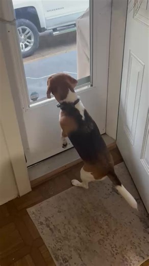 Beagles and Bunnies: A Playful Nature Encounter