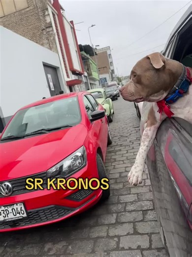 Videos divertidos de perros Pitbull en fiesta