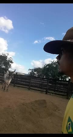 Cattle Behavior and Movement in a Rustic Farm Setting