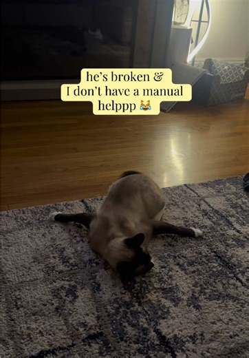 Jazz Cat's Quirky Dream to Be an Airplane