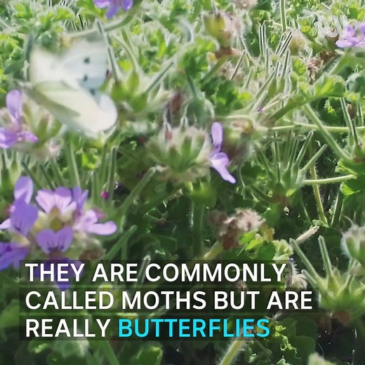 80 YEARS OF CABBAGE CARNAGE: 80 years ago the common White Cabbage Butterfly was introduced by accident from the Northern Hemisphere. If you're not a gardener they are fairly harmless, but just don't call them moths. | ABC South West