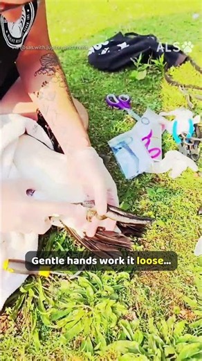 A goose has something caught in his foot, so a rescuer steps in 🪿❤️ #GooseRescue #WildlifeRescue