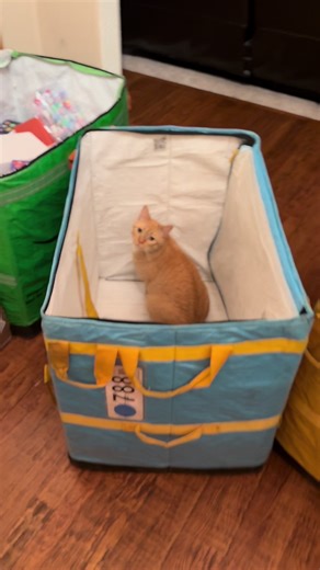 Mickey’s holiday heartbreak: when the last Christmas box disappears, where will our festive feline find his throne? 🎄😸#KyleSavesChristmas #catsoftiktok #amazon #christmas #holidays