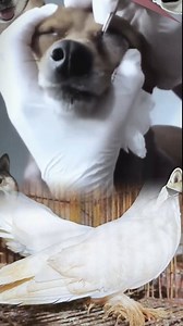 936K views · 5.1K reactions | #botfly | Alamgir Pigeon Loft | Facebook