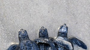 Baby sea turtles are hatching