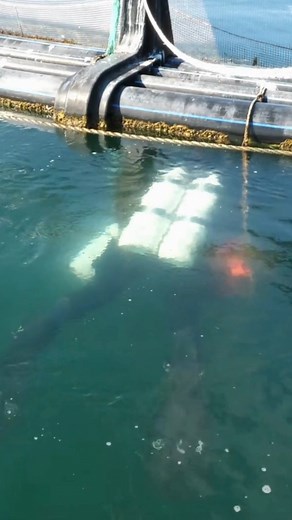 17K views · 650 reactions | Healthy Seas has been fighting #ghostfarms in Greece since 2021. Let's do a throwback to last year's project Operation Ghost Farms celebrating this unique collaboration!  Video credits: Healthy Seas #GhostDivingGreece #HealthySeas #GhostFarms #oceanconservation | Ghost Diving Greece | Facebook