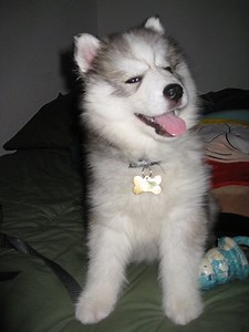 Cool Authentic Russian Names for a Siberian Husky Dog