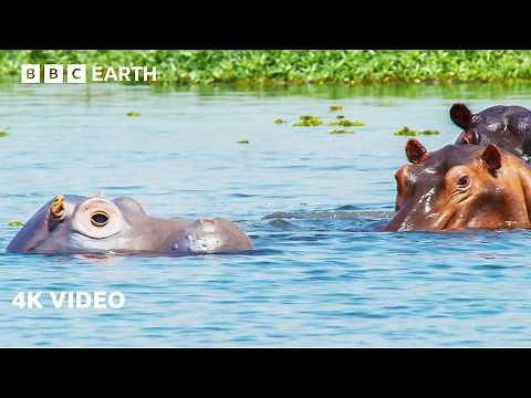 Spy Hippo Explores Underwater Skin Clinic | 4K UHD | Spy In The Wild | BBC Earth