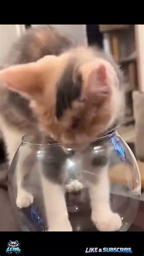 DONT STOP THE CAT 👈 #funny #comedy #funnydog #funnycat #dog #cat #shorts #fyp #funnyanimals