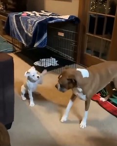 49K views · 1.5K reactions | Behind_the_scenes_footage_of_Jenny_training_for_her_first_amateur #boxer #dog #viralsreel #fbreels #foryou | Boxer Fan's | Facebook