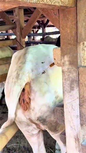 Vitamin ADE injection in white cattle #shots #animals