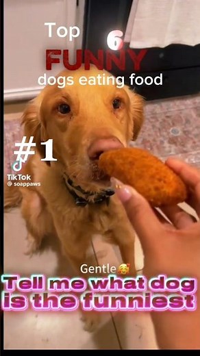 silly dogs eating human food