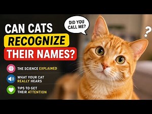 Can Cats Recognize Their Names? The Surprising Truth!