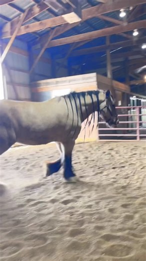 5.1K views · 289 reactions | Free Spirit Equestrian on Reels | Facebook