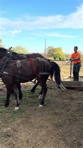 Training YEARLING Draft Horse to Team Harness