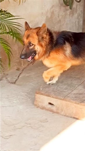 german shepherd dog barking video dog bark compilation #shorts #viral #trending #germanshepherd