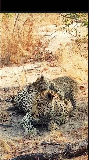 One panther cub survives