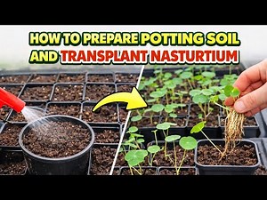 How to Prepare Potting Soil & Transplant Nasturtium Seedlings (Step-by-Step)