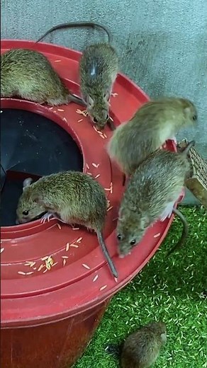Best humane mouse trap idea easy to make #mousetrap #diy #mouse