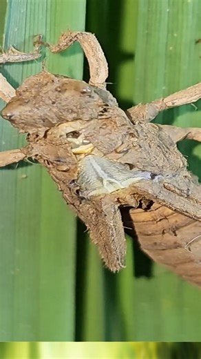 Beneath the surface of ponds and rivers, the dragonfly begins its life as a nymph—a stealthy underwater predator armed with extendable jaws to snatch prey. For months, sometimes years, it rules the depths unseen. Then comes the ultimate transformation. Crawling out of the water, the nymph sheds its skin and emerges as a winged hunter of the skies. With unmatched agility and precision flight, the dragonfly becomes one of nature’s most efficient aerial predators. This breathtaking metamorphosis re
