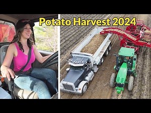 First Day of Potato Harvest 2024