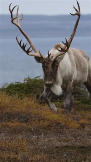 Watching a bull caribou make his way across the land will never stop blowing me away. The strength, the confidence, the calm, pure power in motion. Newfoundland never disappoints, wild, beautiful, and full of memories like this. ‘The moments in nature we live for!’ 🐾📷 – Chris Gibbs #FootprintsInNature #TheNaturePhotoGuys #WildlifePhotography #CanadianWildlife #Caribou #Newfoundland #NaturePhotography #ExploreCanada #CanadianNature #WildlifeEncounters #AtlanticCanada #OutdoorPhotography #Nature