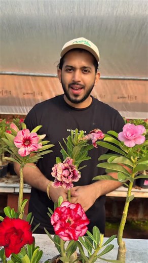 🪴PLANTGOON ADENIUM NURSERY 🪴 on Instagram: "🌺 About Five Combo – ADENIUM SALE 🌺 ✨ Healthy • Big Codex • Premium Quality ✨ 🪴 Combo comes with pot 🌱 1-year-old plants with healthy & big codex 🏡 Own production 🎨 100% color guarantee 🚚 All-India delivery available 📞 Booking No: 8547669938 🔥 Limited stock – Book now! 🔥 . . 🪴5 കോമ്പോ – അഡീനിയം സെയിൽ 🌺 ✨ ആരോഗ്യമുള്ള • വലിയ കോഡെക്സ് • പ്രീമിയം ഗുണമേന്മ ✨ 🪴 ചെടി ചട്ടി നൽകുന്നു 🌱 ഒരു വർഷം പ്രായമുള്ള, ആരോഗ്യകരമായ വലിയ കോഡെക്സ് 🏡 സ്വന്തം ഉത